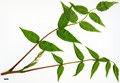 SpeciesSub: var. sinica